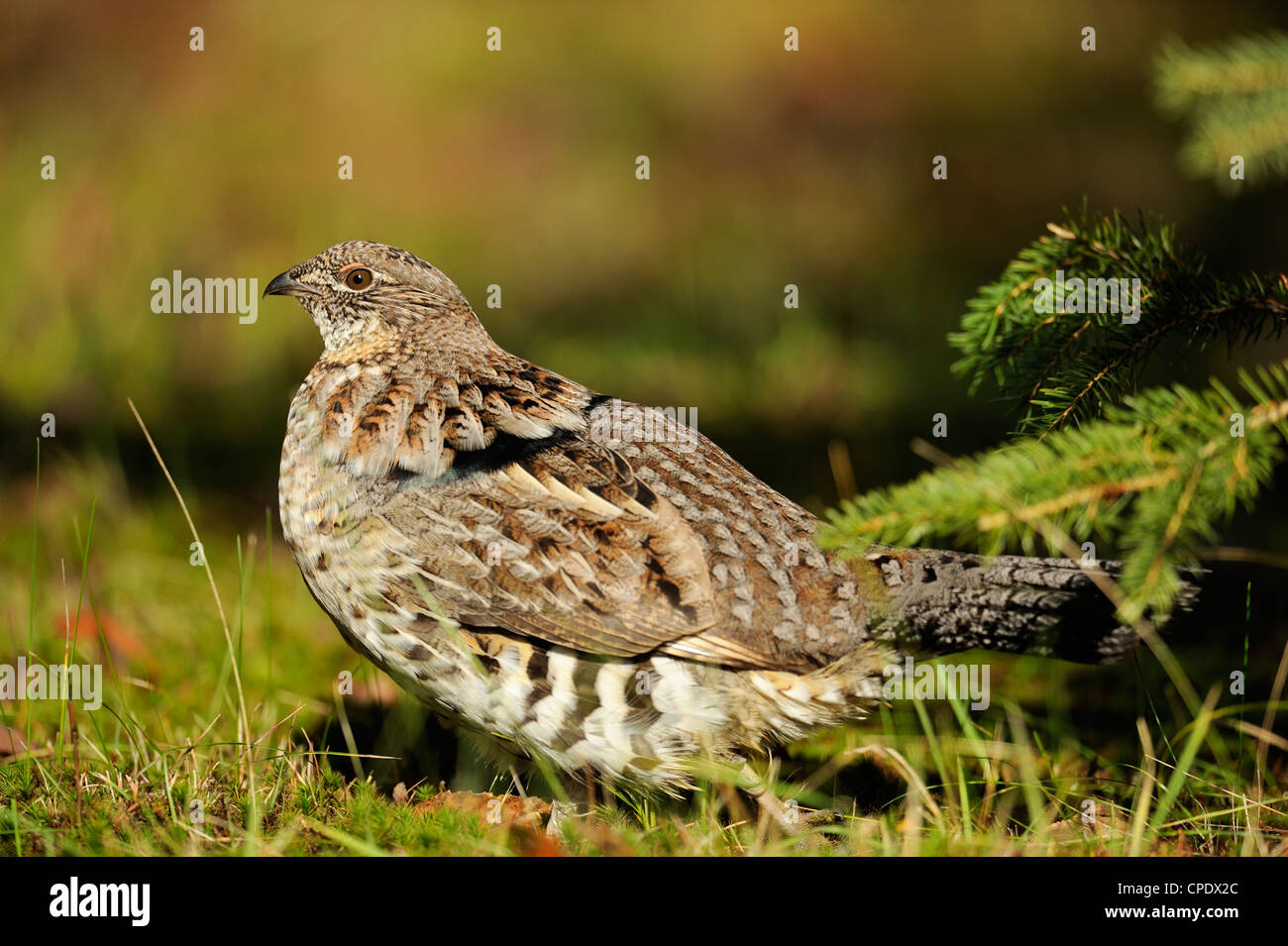 Ruffed grouse (Bonasa umbellus) male, Greater Sudbury , Ontario, Canada Stock Photo