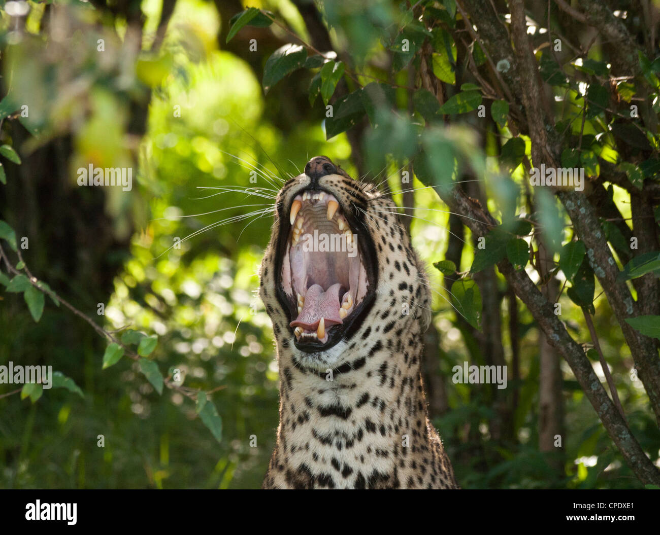 Leopard (Panthera pardus) Yawning on the Masai Mara National Reserve, Kenya, East Africa. Stock Photo