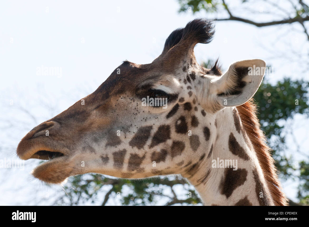 A Masai Giraffe (Giraffa camelopardalis tippelskirchi) portrait on the Masai Mara National Reserve, Kenya, East Africa, Africa. Stock Photo