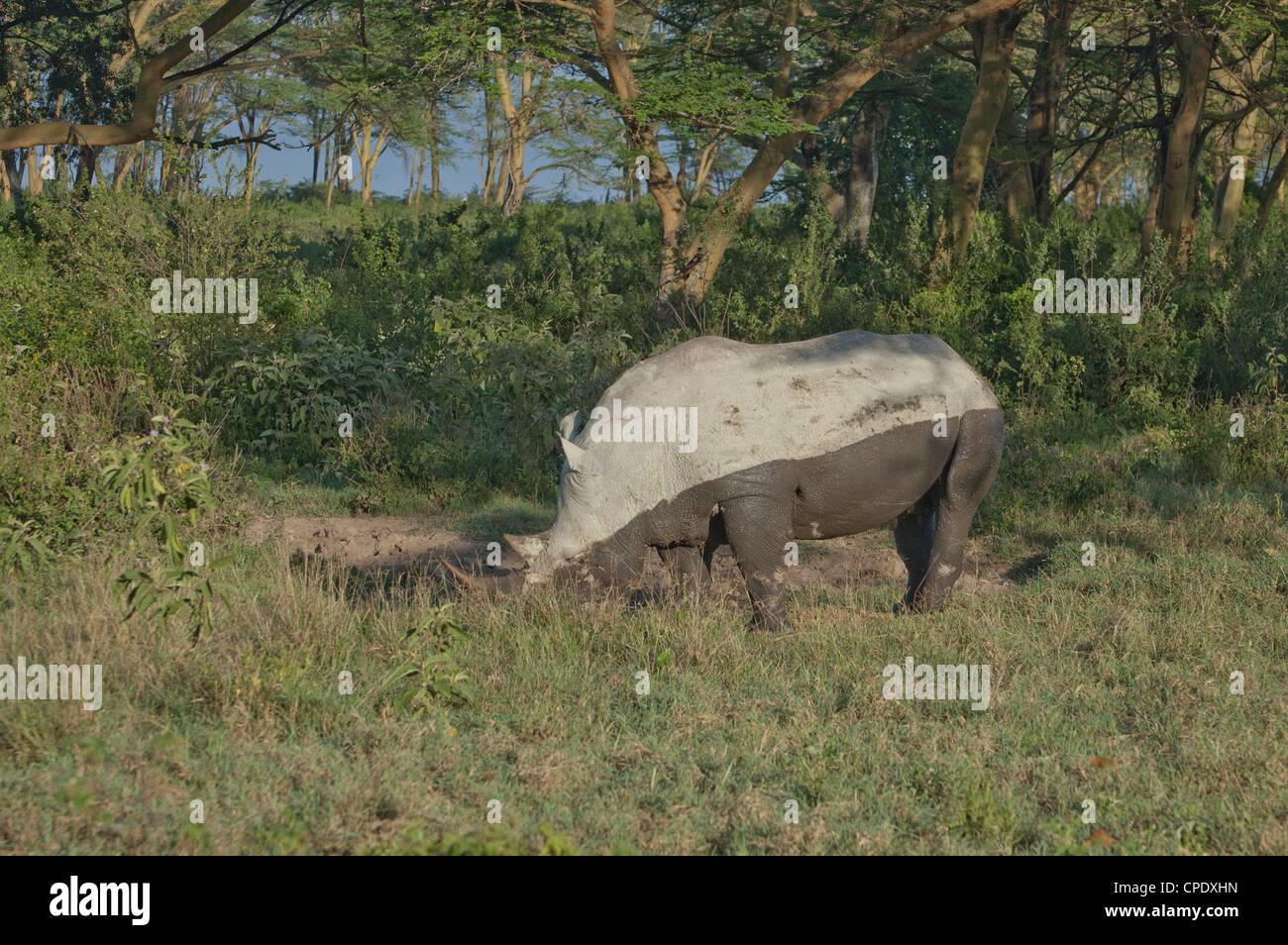 White rhino mudbath Stock Photo