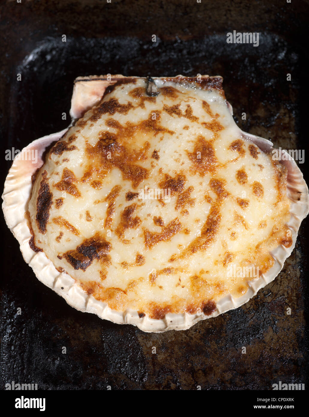 Coquilles St Jacques Stock Photo Alamy