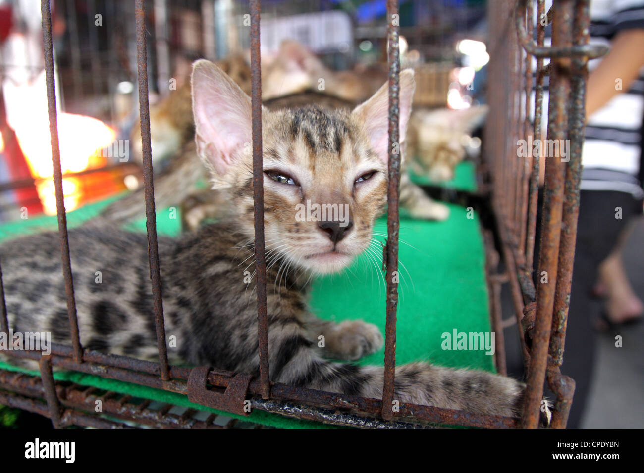 Bengal Cats For Sale In Pet Shop Chatuchak Market Bangkok Stock Photo Alamy