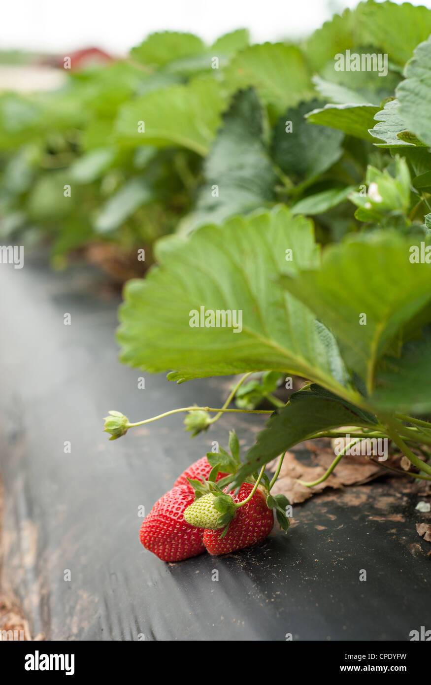 strawberries growing on the vine in a field ready to be picked Stock