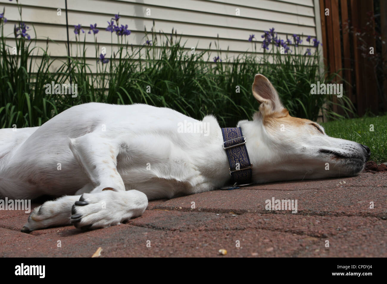 A white dog sleeping outside on the ground Stock Photo Alamy