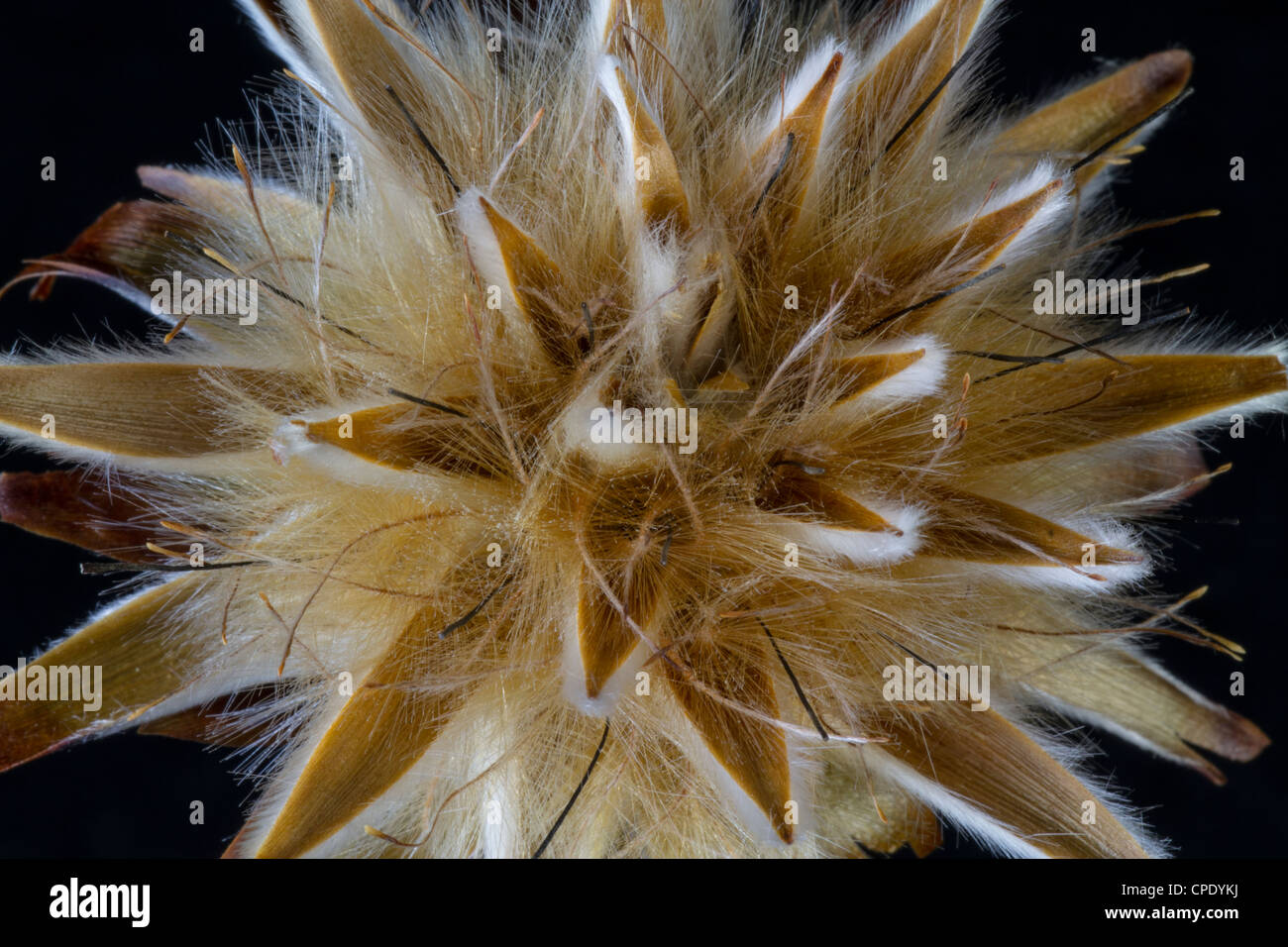 Dried Plumosum Bloom Stock Photo