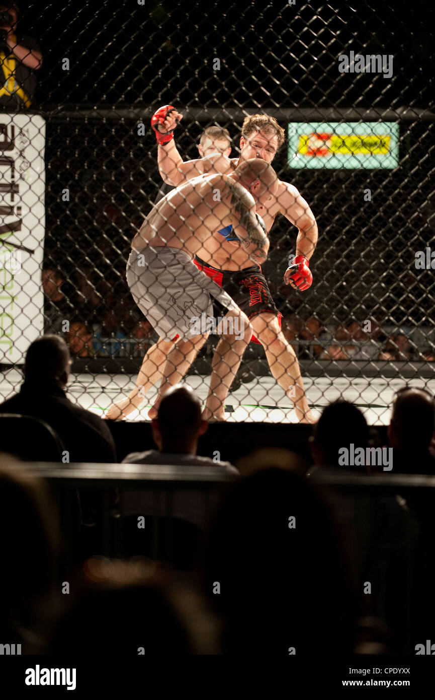 MMA fighter punching opponent in cage Stock Photo Alamy