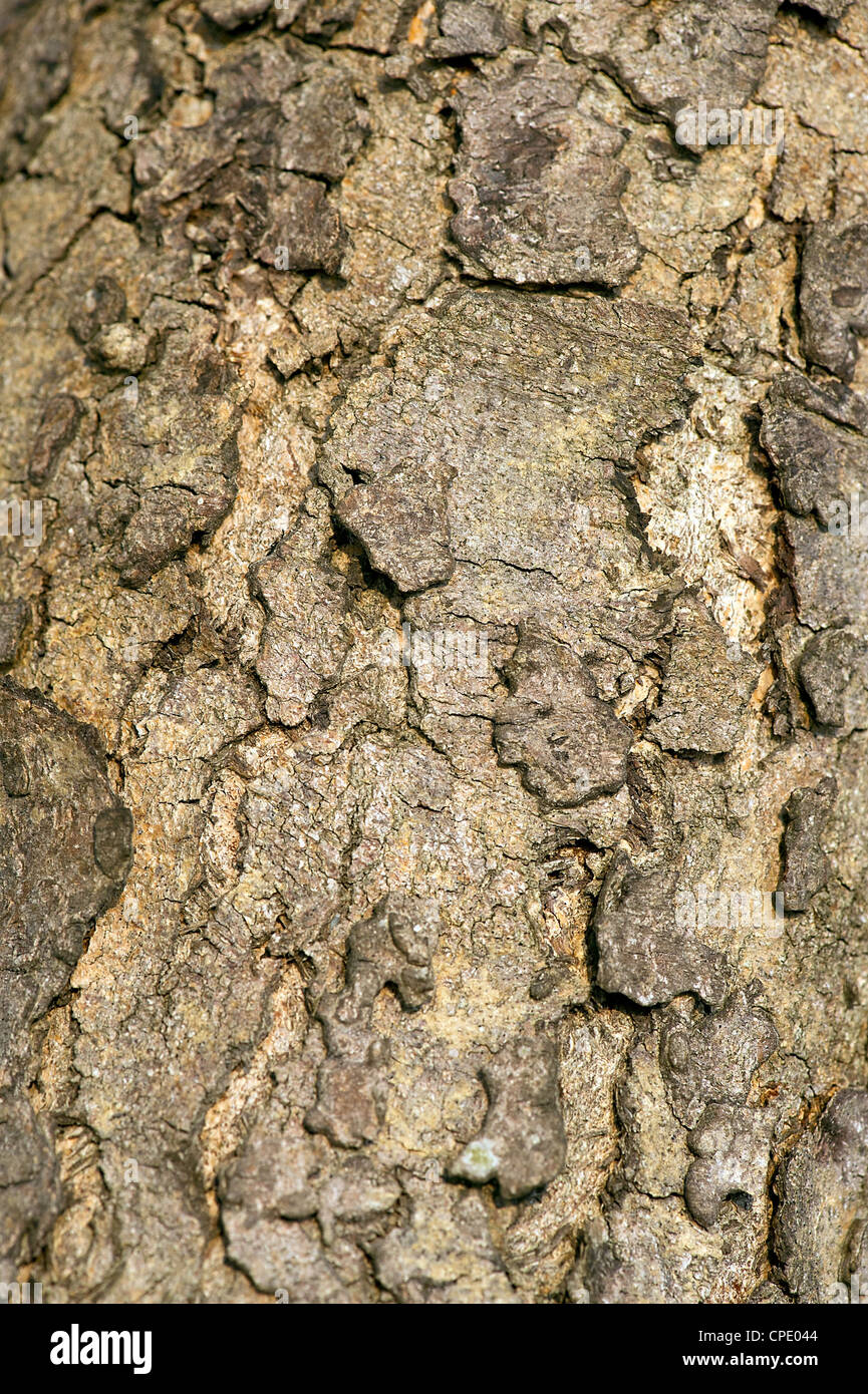 Texture shot of brown tree bark, filling the frame Stock Photo