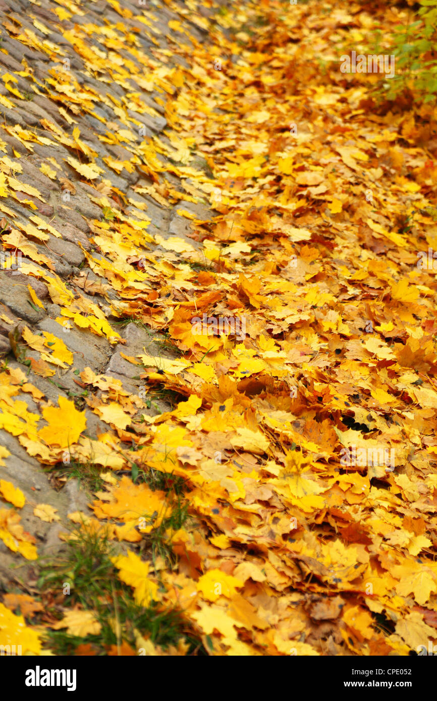 yellow autumn maple leaf alley Nature background tree Stock Photo - Alamy