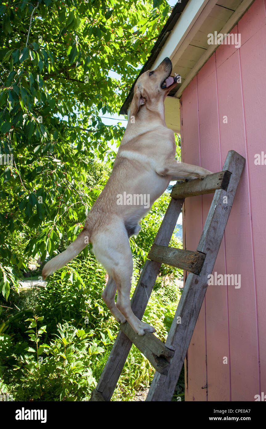 Dog climbing a ladder Stock Photo Alamy