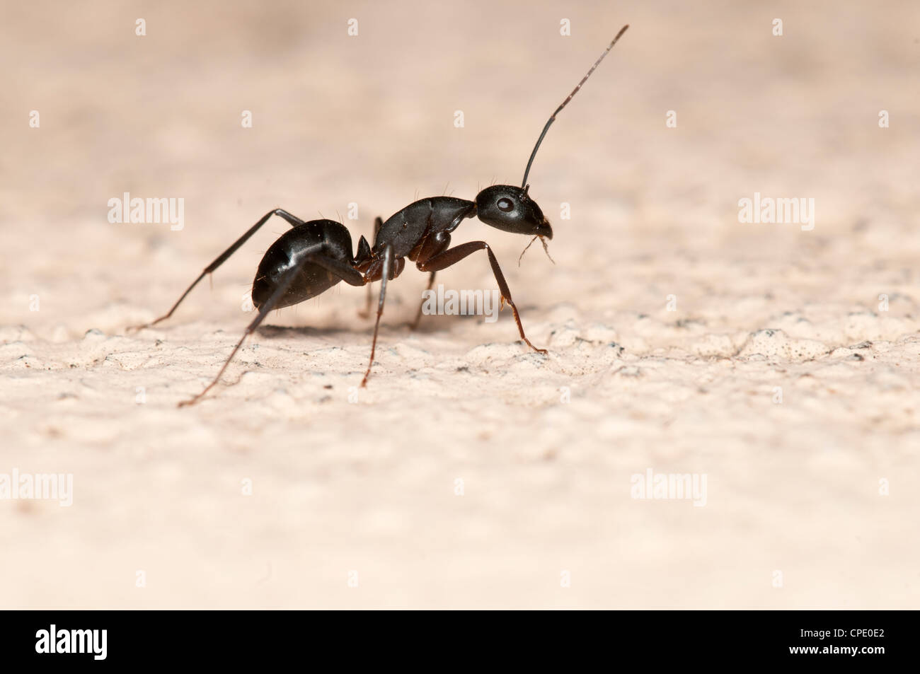 Carpenter ant isolated on white background. This ant is a major pest on houses Stock Photo