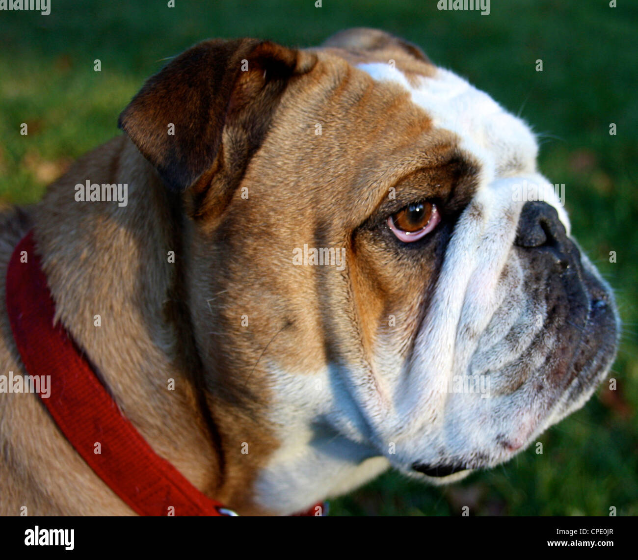 Bulldog deep in thought Stock Photo