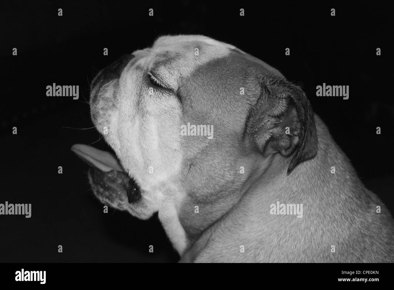 English Bulldog yawning, black and white Stock Photo