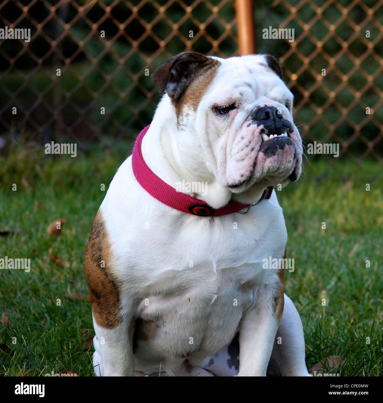 Bulldog in yard with pink collar Stock Photo