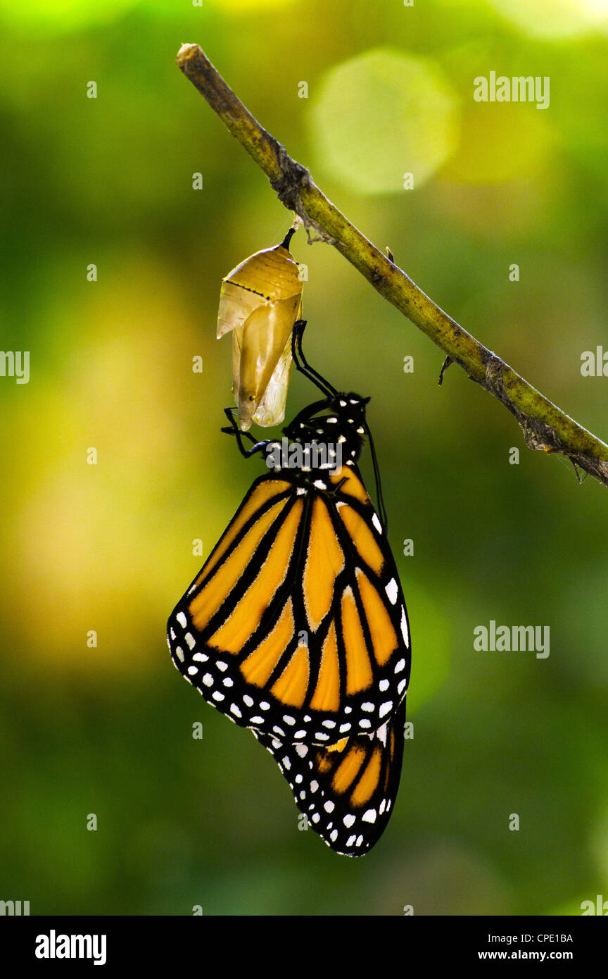 Monarch Butterfly Chrysalis Hatch High Resolution Stock Photography and Images Alamy