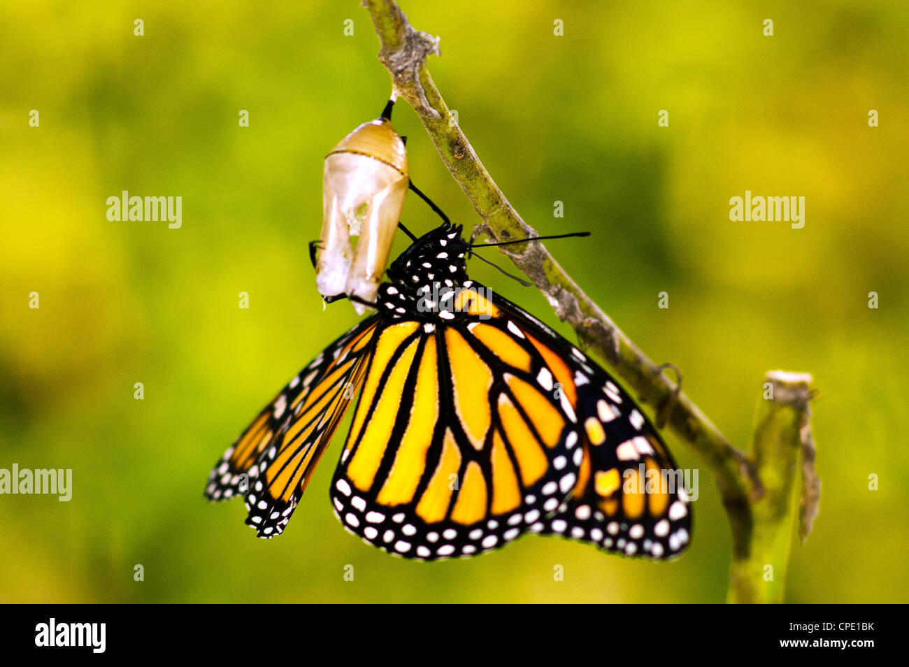 Monarch Butterfly Chrysalis Hatch High Resolution Stock Photography and Images Alamy