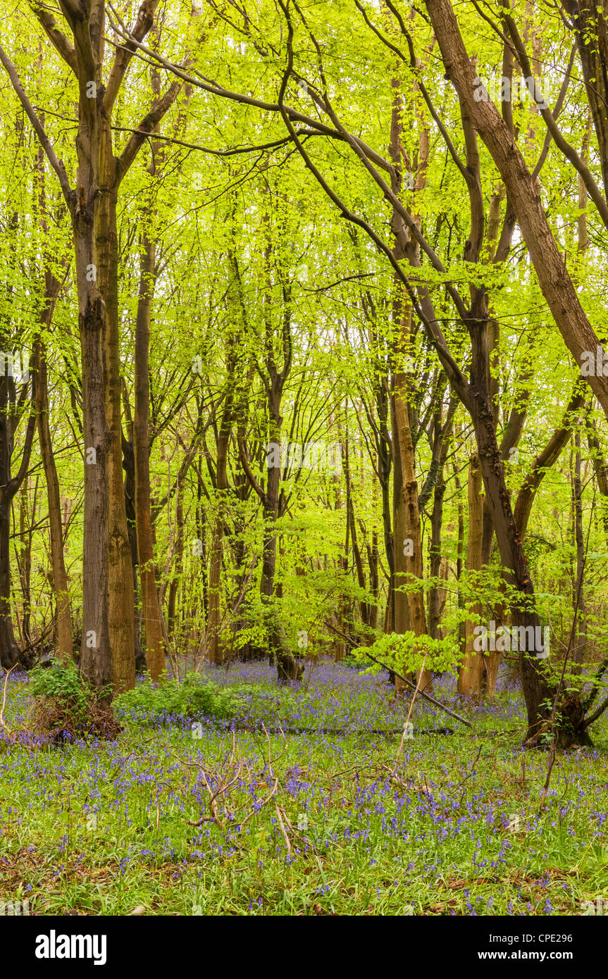 Bluebells (Hyacinthoides non-scripta) in English woodland in spring Stock Photo