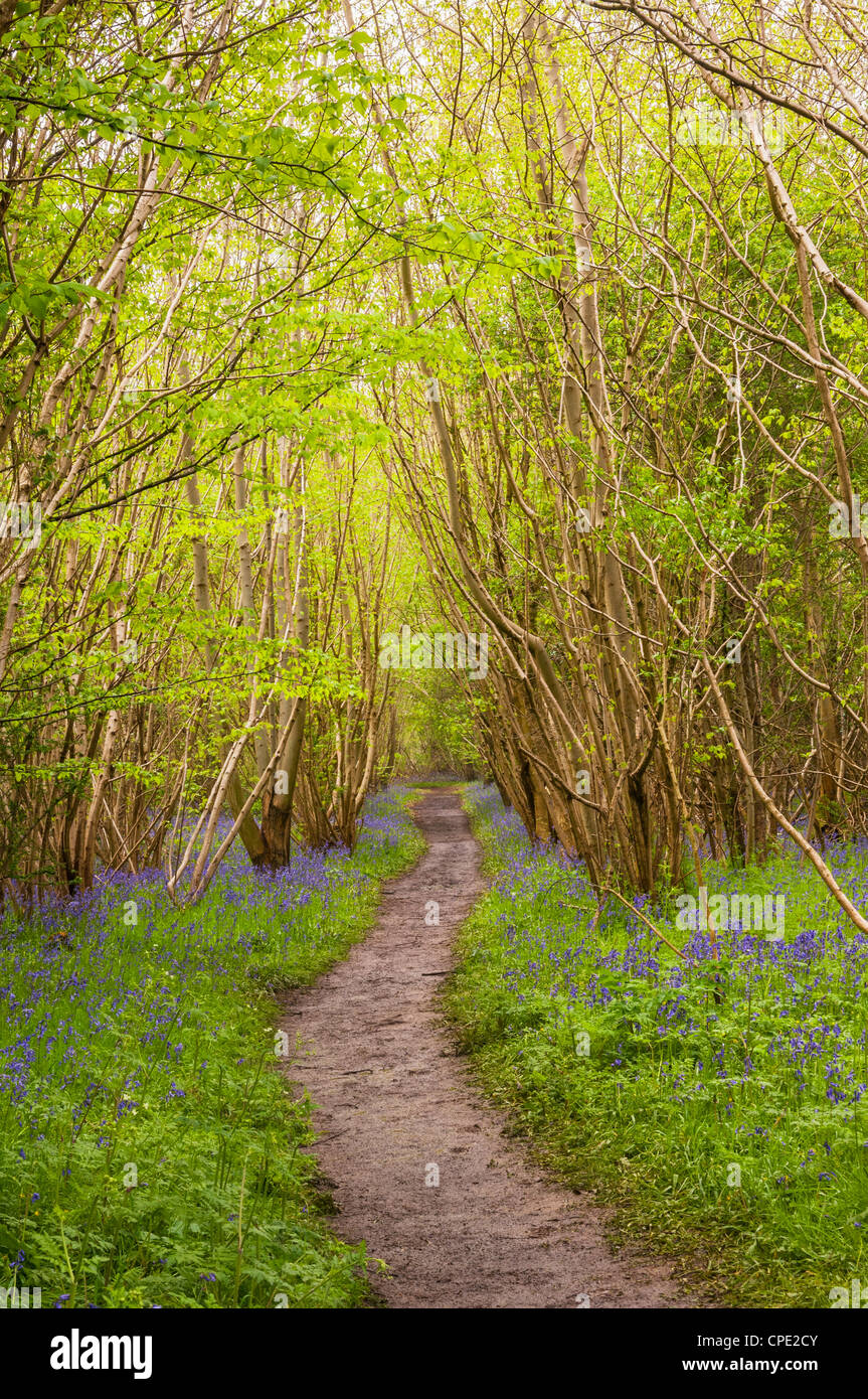 A path among Bluebells (Hyacinthoides non-scripta) in English woodland in spring Stock Photo