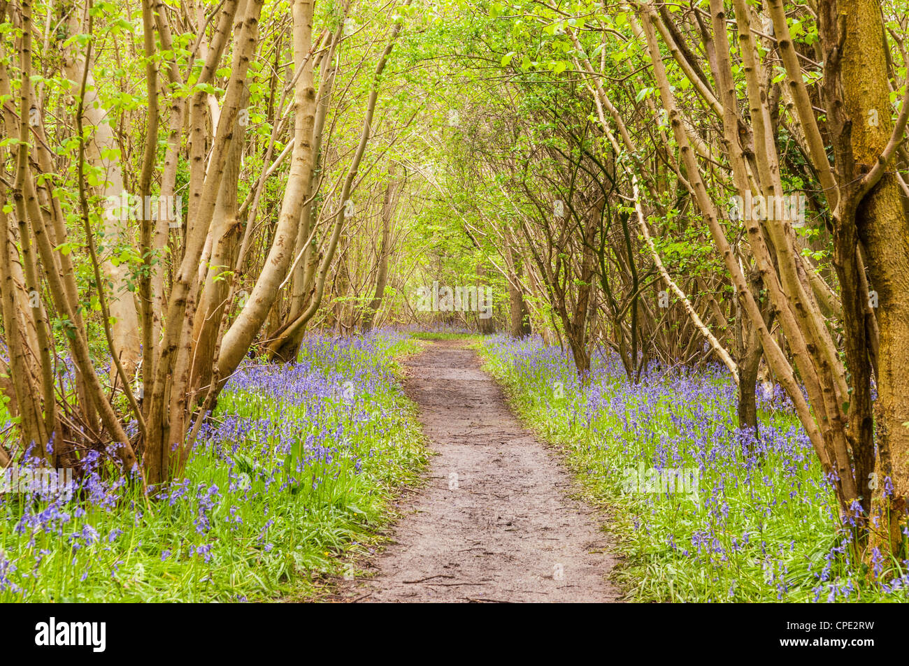 A path among Bluebells (Hyacinthoides non-scripta) in English woodland in spring Stock Photo