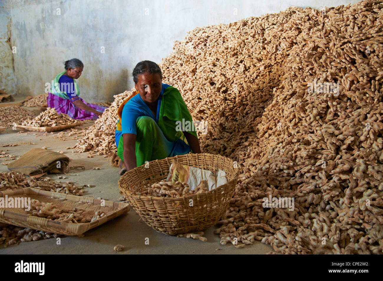 Workers in the ginger warehouse in the spices area, Fort Cochin, Kerala