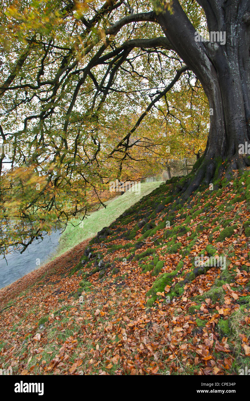 Levens hall cumbria autumn leaves roots hires stock photography and