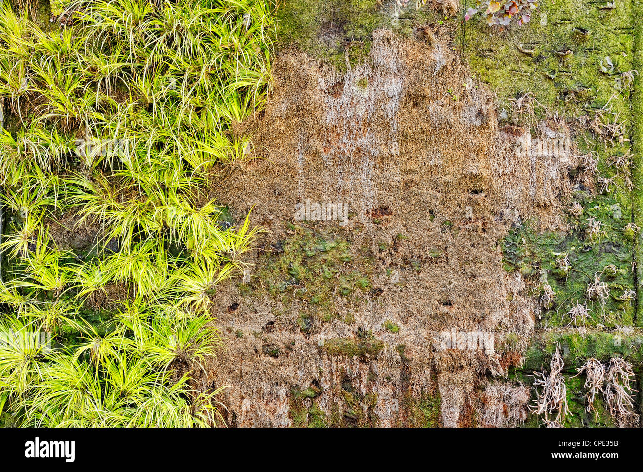 Old green wall covered with plants Stock Photo - Alamy