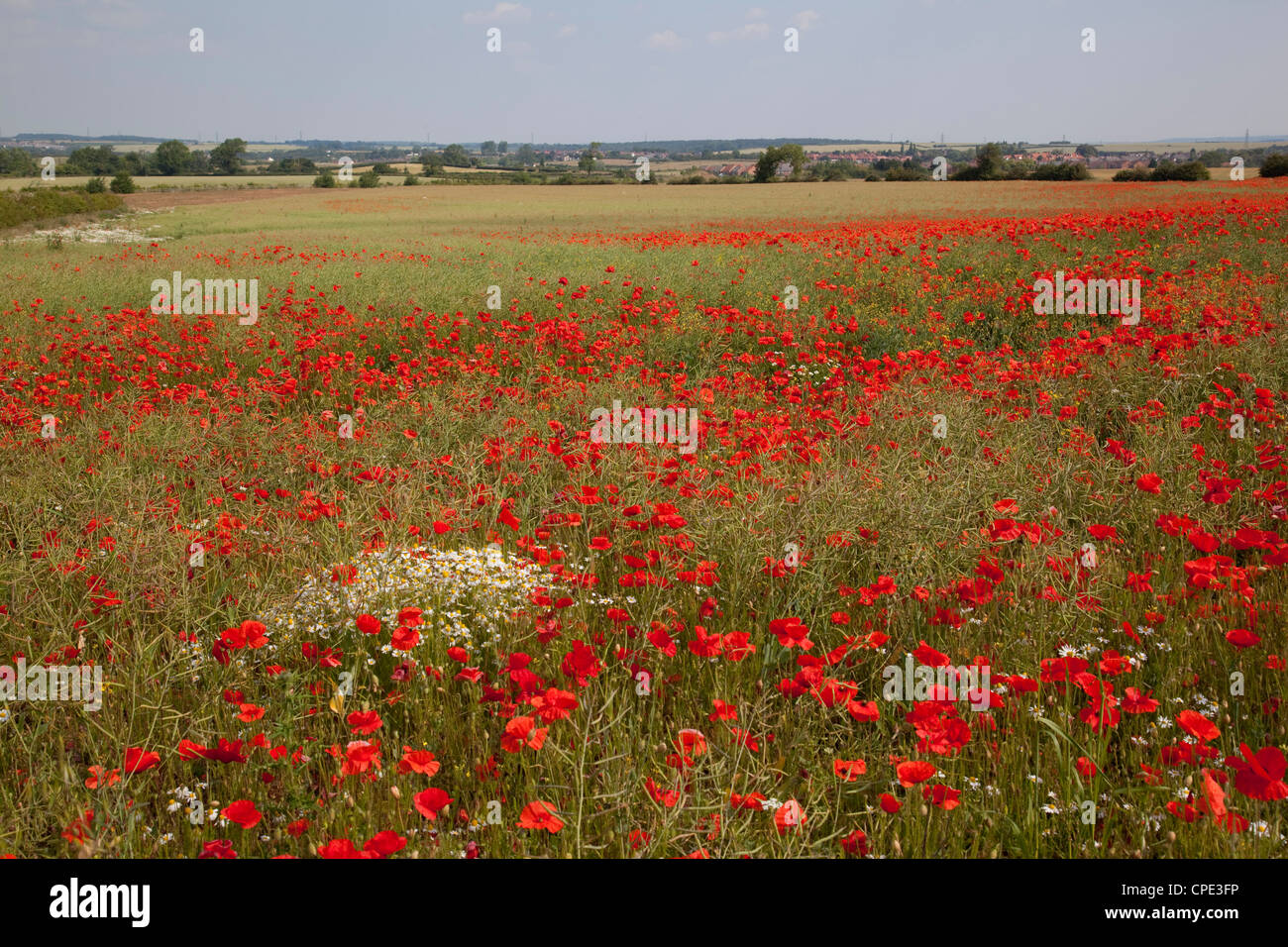 Poppy field near Mansfield, Nottinghamshire, England, United Kingdom, Europe Stock Photo