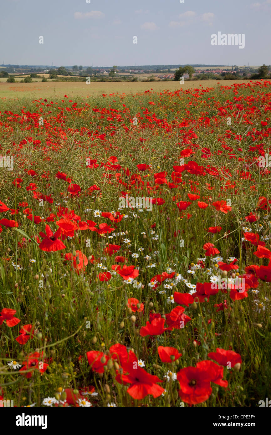 Poppy field near Mansfield, Nottinghamshire, England, United Kingdom, Europe Stock Photo