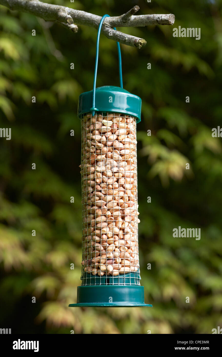cheap plastic peanut bird feeder hanging in a garden to attract wild