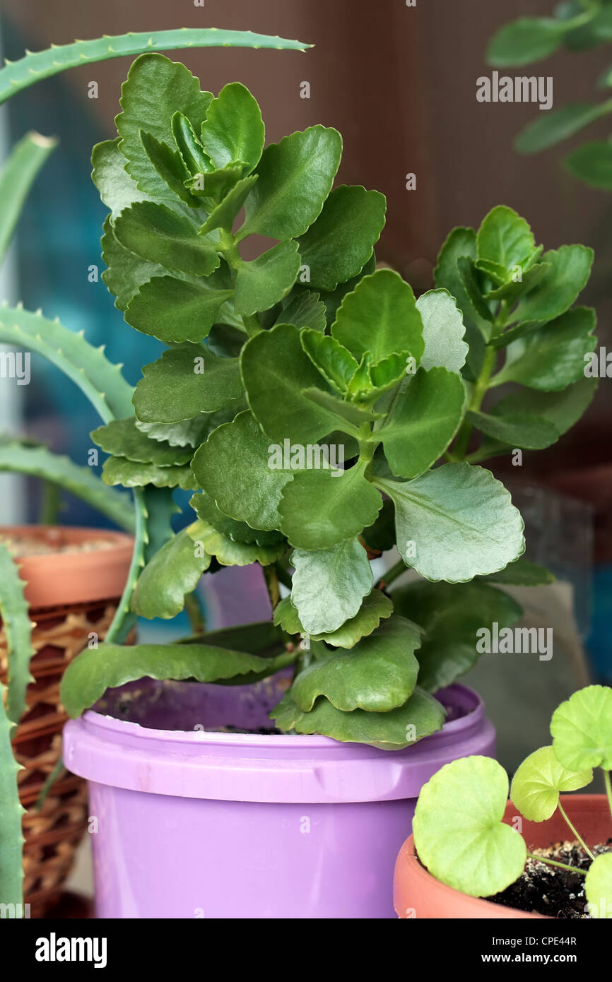 air purification, cultivate, flora, flowerpot, foliage, gardening, green, greenery, growing, growth, horticulture, houseplant, i Stock Photo