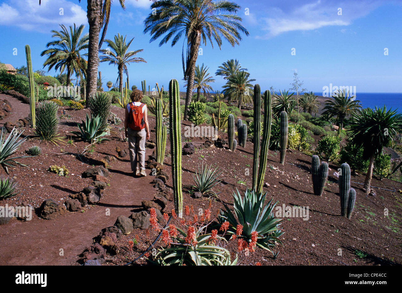 Botanical Garden at Oasis Park, La Lajita, Fuerteventura, Canary Islands,  Spain, Atlantic, Europe Stock Photo - Alamy