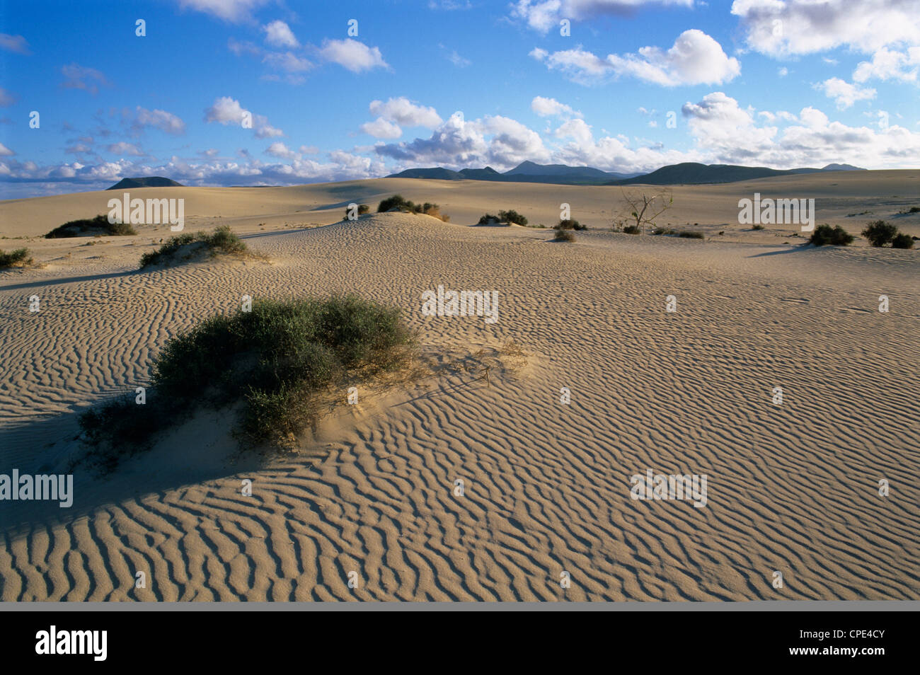 Sand dunes, near Corralejo, Fuerteventura, Canary Islands, Spain, Atlantic, Europe Stock Photo
