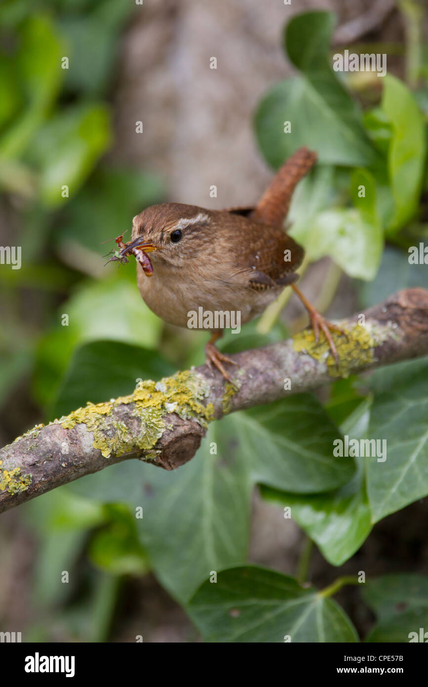 Eurasian Wren Troglodytes troglodytes carrying insect food to nestlings in Banwell, Somerset in May. Stock Photo