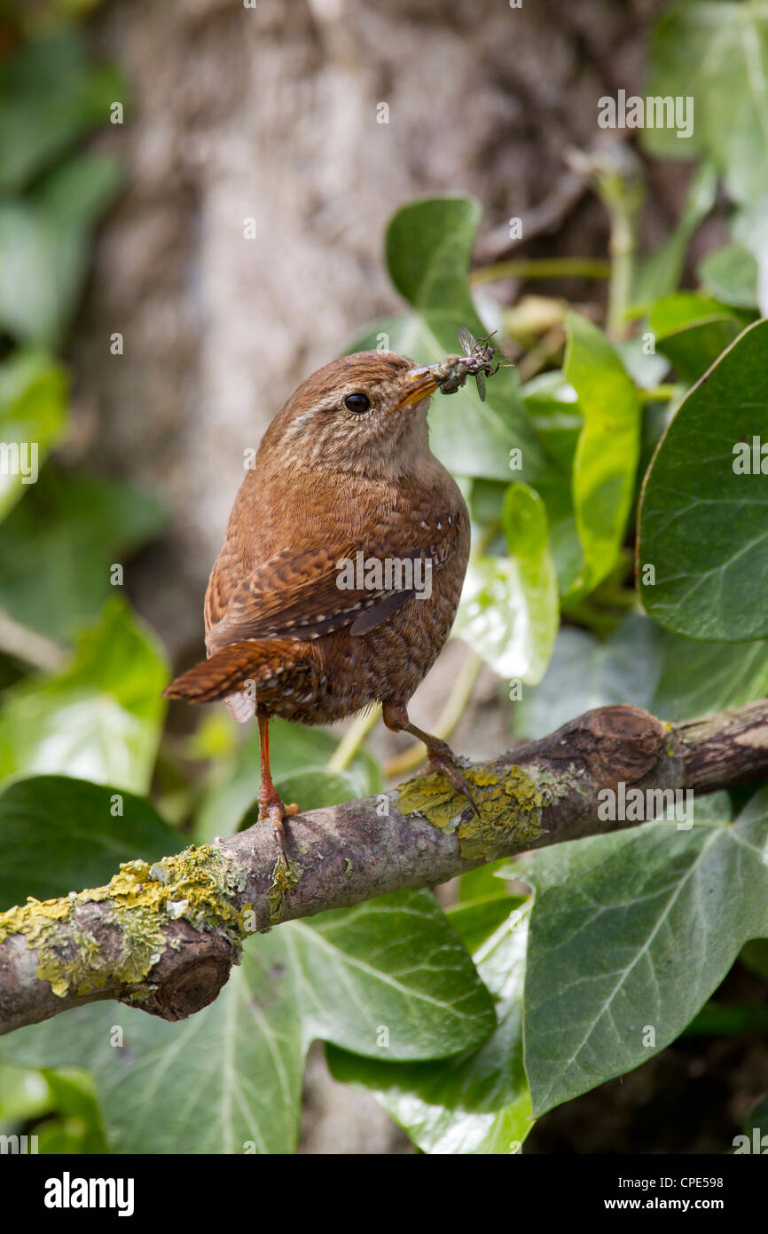 Eurasian Wren Troglodytes troglodytes carrying insect food to nestlings in Banwell, Somerset in May. Stock Photo