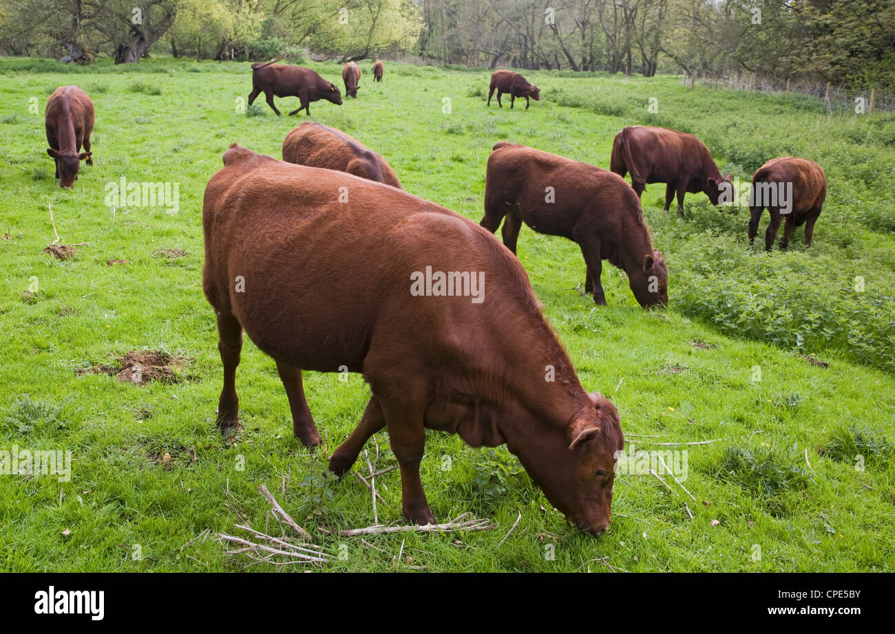 Red poll cattle calves grazing in pasture Shottisham Suffolk England Stock Photo