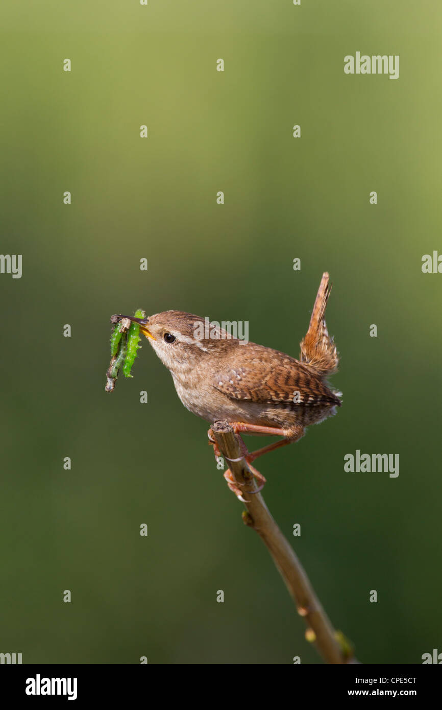 Eurasian Wren Troglodytes troglodytes carrying caterpillar food to nestlings in Banwell, Somerset in May. Stock Photo