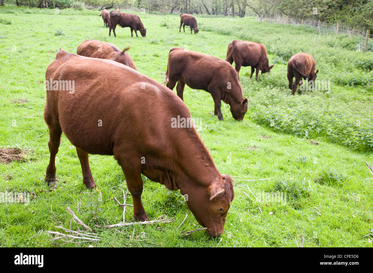 Red poll cattle calves grazing in pasture Shottisham Suffolk England Stock Photo