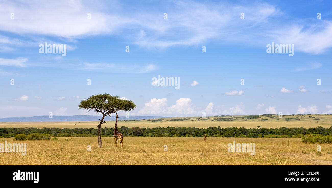 Masai giraffes grazing in the Masai Mara National Reserve, Kenya, East Africa, Africa Stock Photo