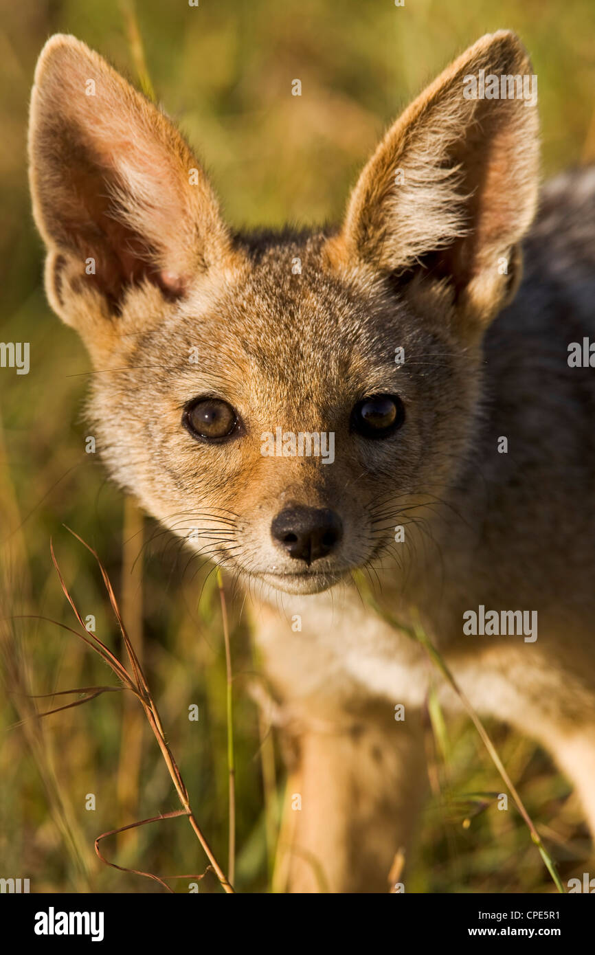A curious and surprisingly bold black-backed jackal cub in the Masai Mara National Reserve, Kenya, East Africa, Africa Stock Photo