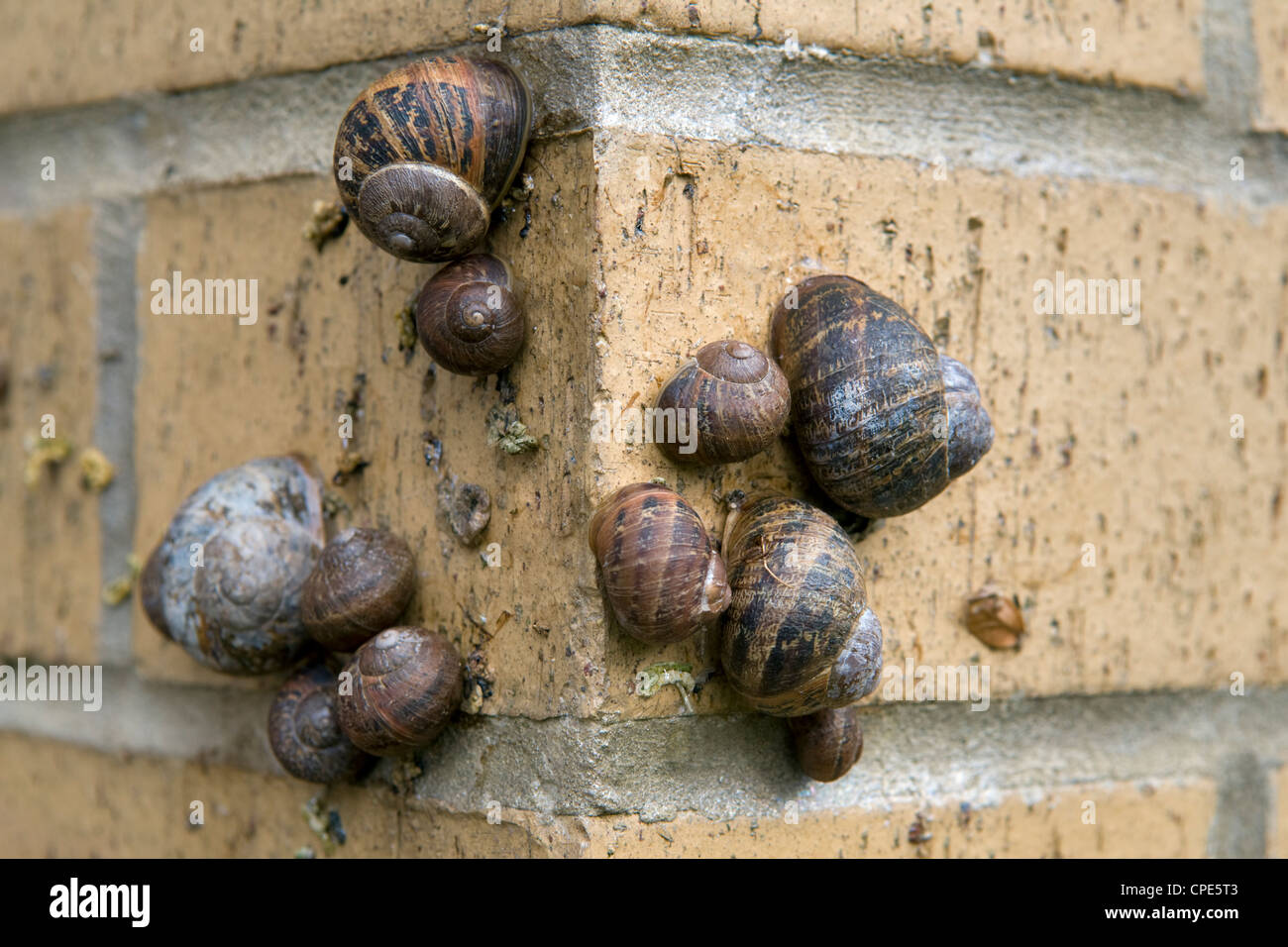Garden Snails (Helix aspersa) on brick wall in Bristol, uk Stock Photo