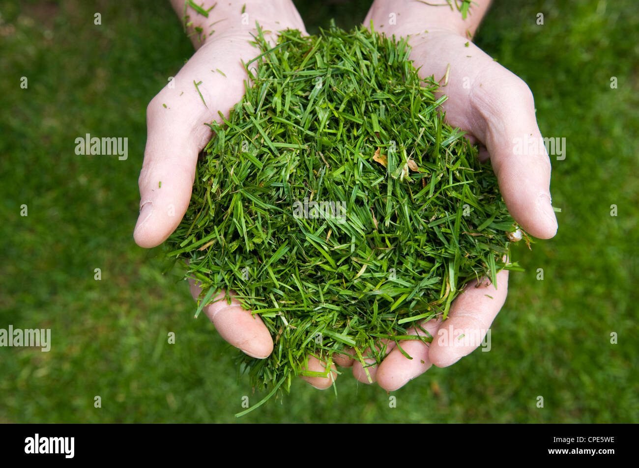 Close up of Caucasian mans hands holding freshly cut grass cuttings Stock Photo