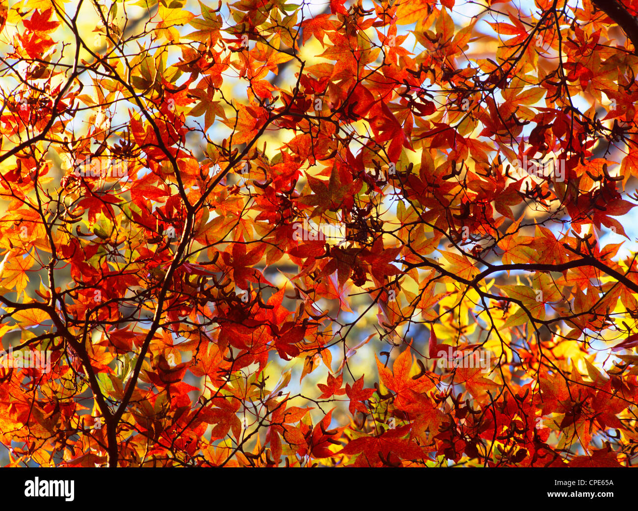 Canopy of acer leaves in autumn, North Yorkshire, Yorkshire, England, United Kingdom, Europe Stock Photo