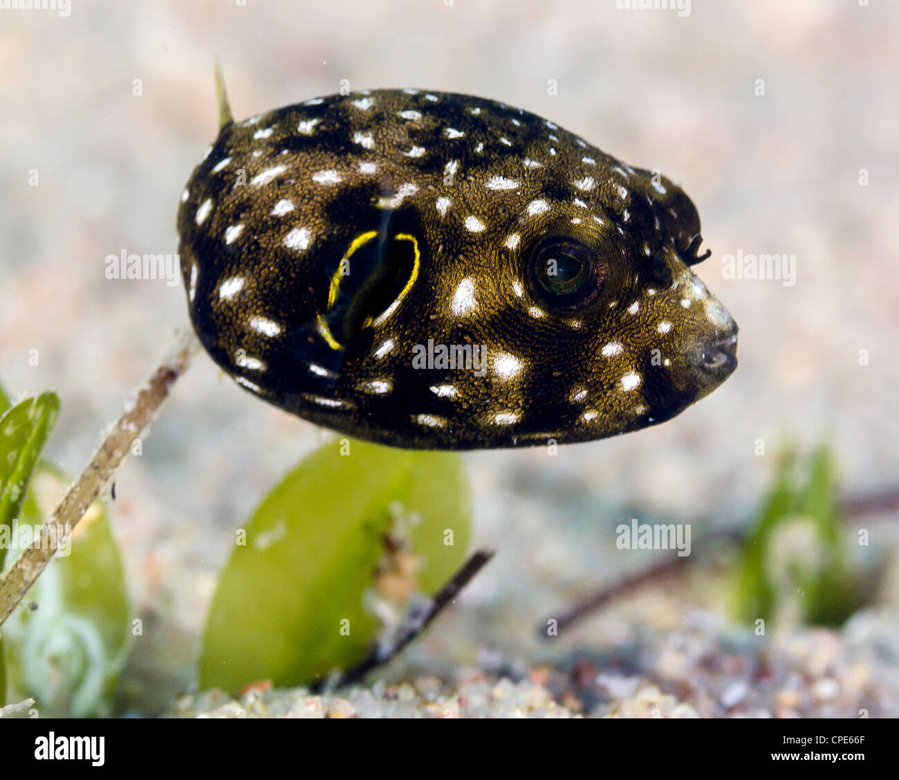 Baby pufferfish hi-res stock photography and images - Alamy