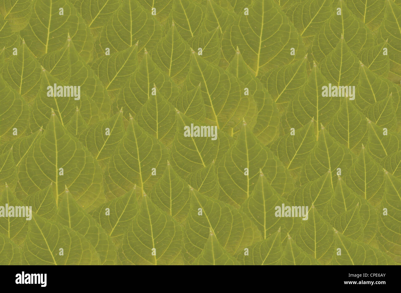 art background with leaves , abstract wallpaper Stock Photo - Alamy