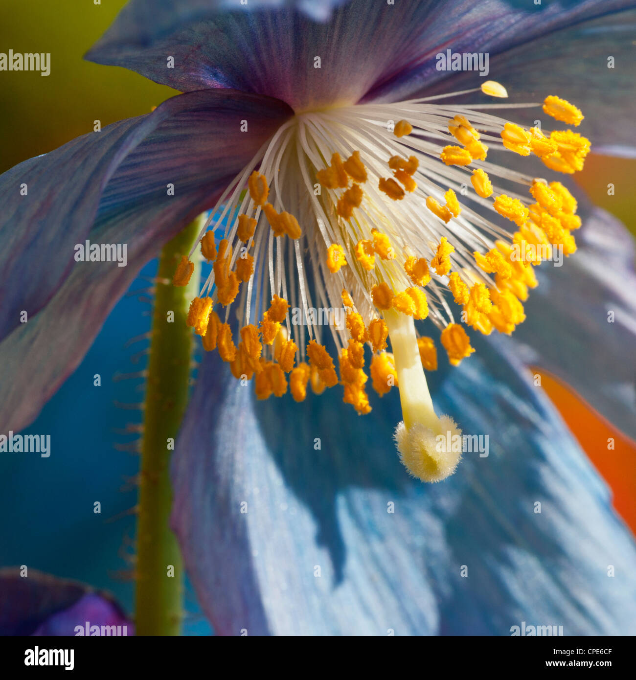 Himalayan blue poppy flower flowering  Mecenopsis Sheldonii Lingholm alpine poppy close up view Spring Stock Photo
