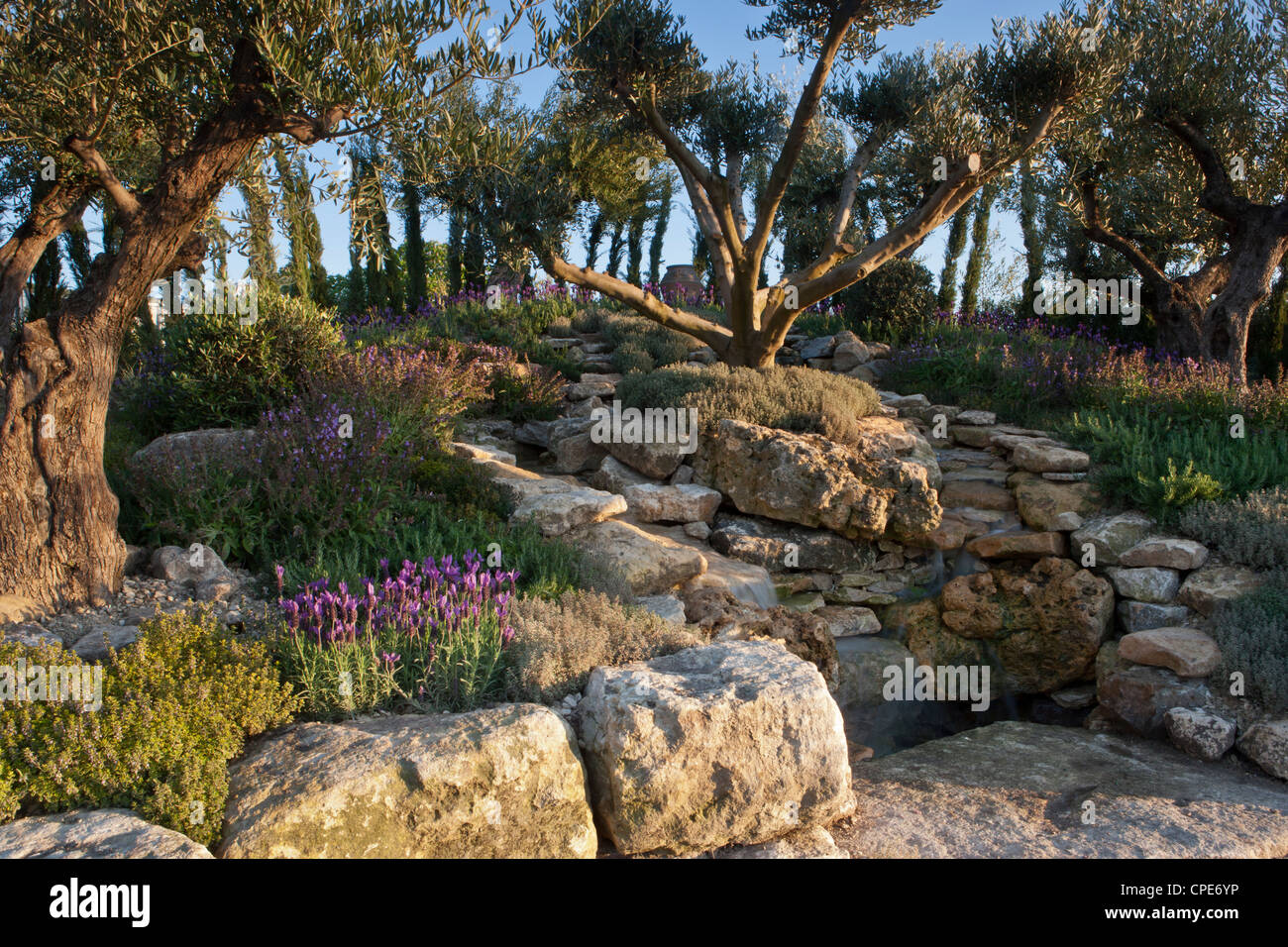 Old olive tree trees in a Mediterranean garden that is drought resistant and tollerant with herbs - rosemary and lavender - summer Uk Stock Photo