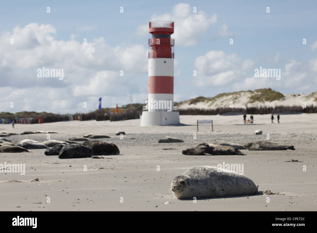 A group of grey seals Halichoerus grypus lying on the beach with lighthouse, Helgoland, North Sea Stock Photo