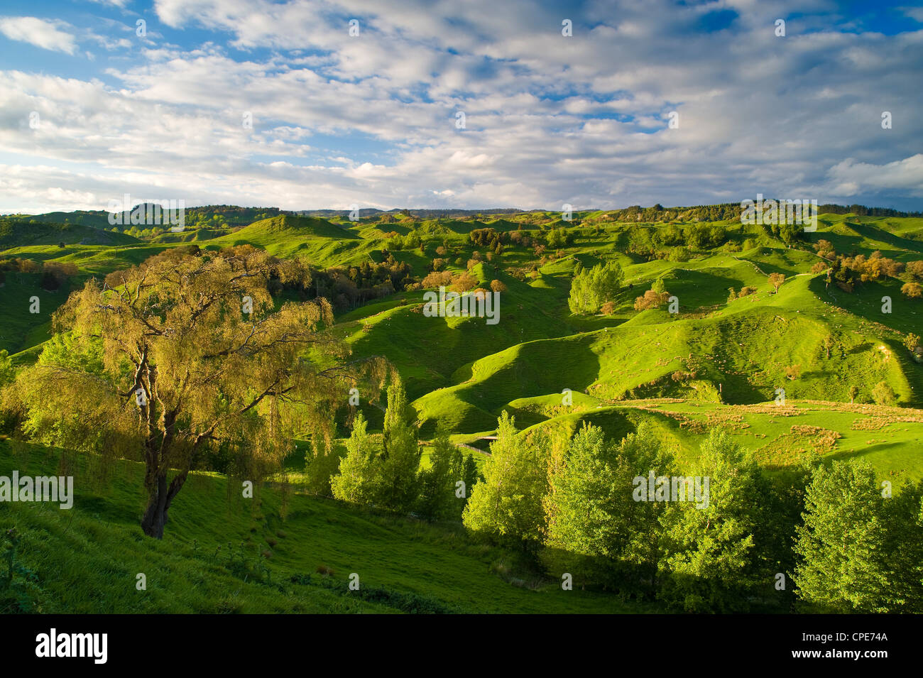 Farmland near Taihape, North Island, New Zealand, Pacific Stock Photo