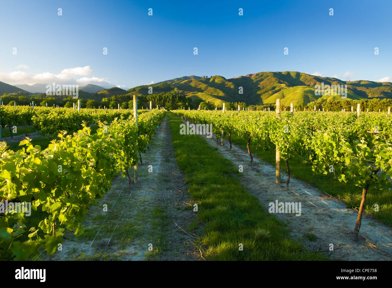 Vineyards near Blenheim, Marlborough, South Island, New Zealand