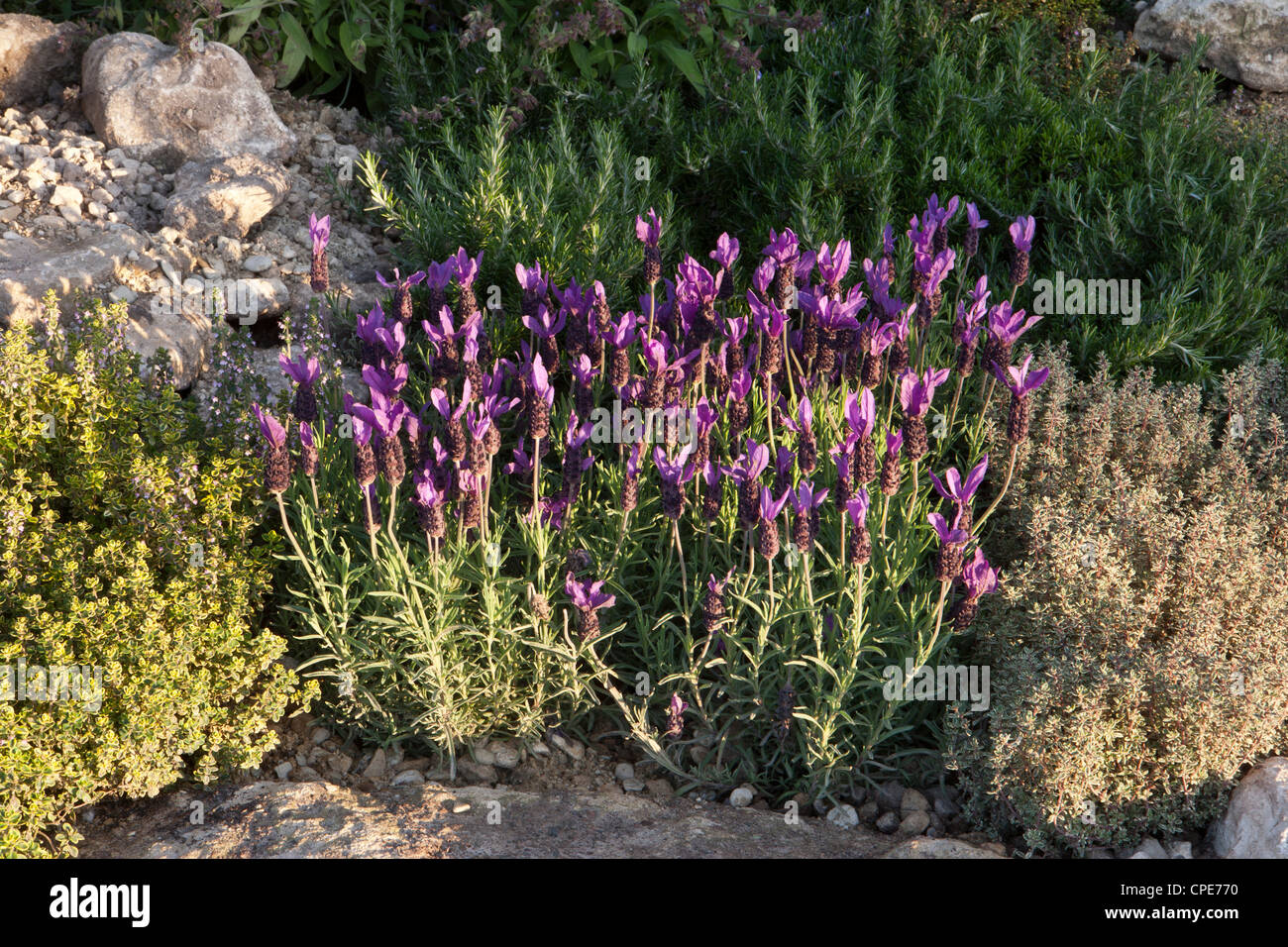 lavender plants flowering and growing in a herb rockery with thyme and rosemary in a Mediterranean garden UK Stock Photo