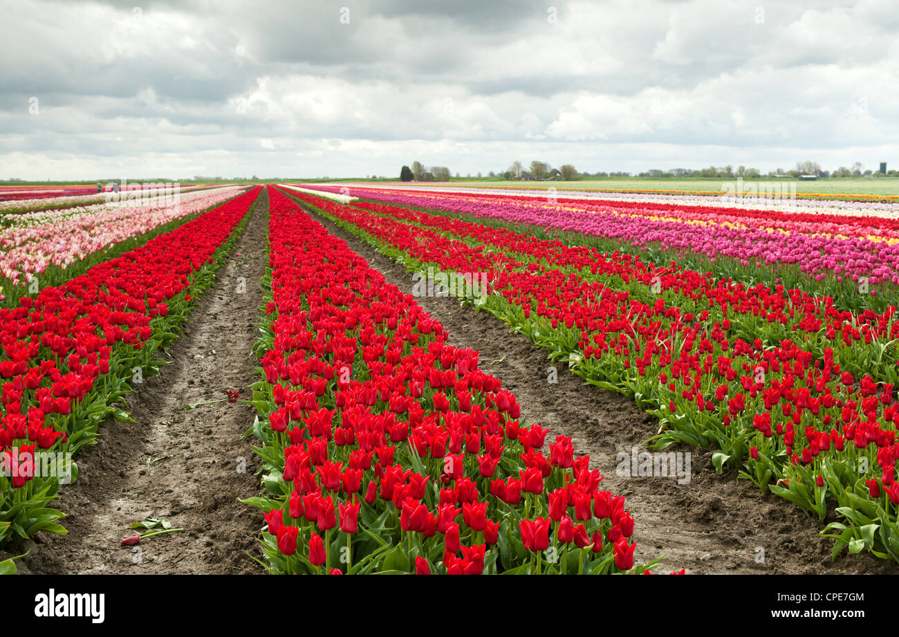 colorful tulip fields in spring in Dutch town Schagen Stock Photo - Alamy